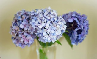 Complete guide to drying hydrangea flowers so they last