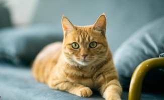 Cat Owners May Be at Higher Risk of Schizophrenia, Study Finds