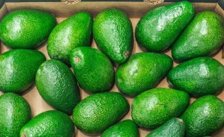 Five arrested for the theft of 320 kilos of avocados on a farm in Alicante
