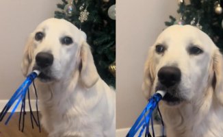 The funny scene of a Golden Retriever blowing a noise blower: "My enthusiasm for Christmas"