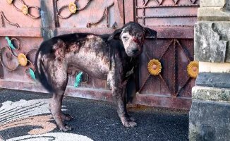 The amazing change of a stray dog ​​a year after being rescued