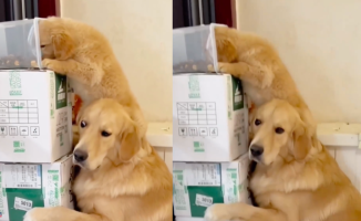 A golden retriever teams up with his puppy to steal food: "The best teamwork"