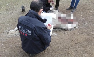 Mossos d'Esquadra are investigating a crime of horse abuse at a horse race in Ripollès