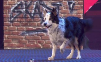 Thomi and Skadi, the canine duo that has revolutionized the 'Got Talent' semi-finals and triumphs on TikTok