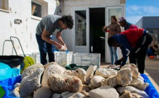 Tourists plunder kilos of sand, fossils and stones from Menorca