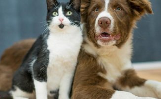Do you like dogs or cats? Science defines what kind of person you are