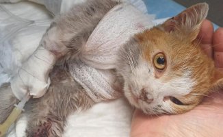 The harsh end of Leone, the tortured cat in Angri who could not survive his injuries