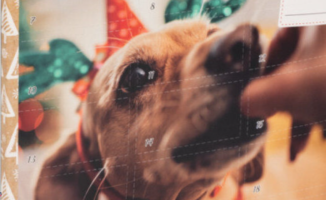 The advent calendars for dogs and cats that create a sensation