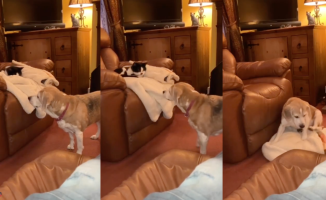 The cruel reaction of a beagle when he sees that the cat has taken away his favorite blanket