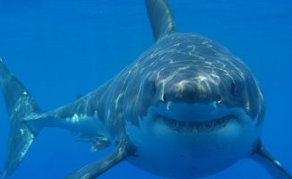 Teenager dies after shark attack in Australia