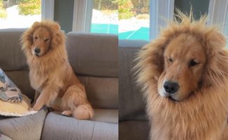 He puts an outfit on his Golden Retriever and they turn him into the Lion King himself