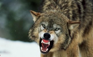 The wolf is reconquering Europe and has a population of more than 20,000 individuals