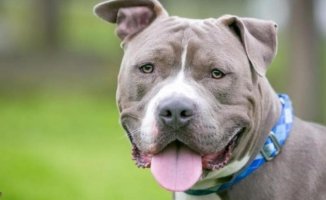 He adopted a pit bull from the street and took it home: he killed it from "catastrophic injuries" two days later