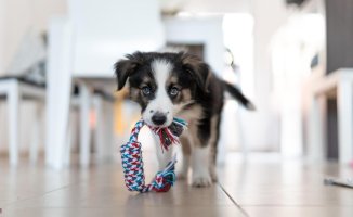 Everything you need to know (and do) before your puppy comes home