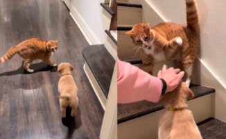 They bring a Golden Retriever puppy home and this is how their cat reacts