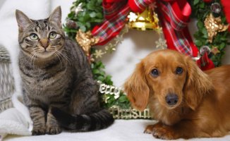 Tips to celebrate Christmas at home in a 'pet friendly' way