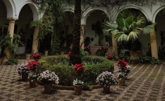 The 'spring' Christmas of the patios of Córdoba