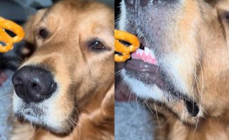 The incredible delicacy of a Golden Retriever when taking food from its owner's hand: "It could be a surgeon"