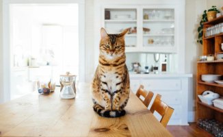 Why cats throw objects on the ground and how to avoid it