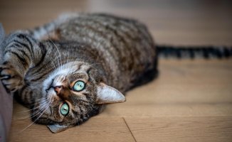 What is uveitis in cats and how is it treated?