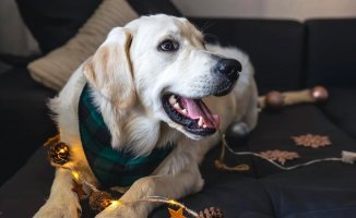 A wide range of unique products for your pet to also enjoy at Christmas