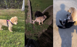 The love story between Burpee and Pancho, a golden retriever puppy and a Bernese mountain dog