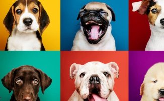 Does your dog do it? The 5 funniest behaviors and why