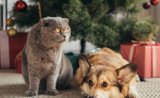 Practical and original ideas to give your dog (or cat) this Christmas