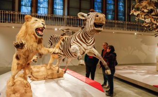 The oldest museum in Barcelona reopens after its rehabilitation