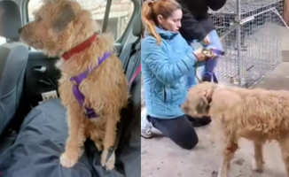 The miraculous story of Truco, the dog found alive after 3 weeks missing in the harsh winter of Galicia