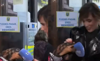 A sausage dog messes up live with a reporter on the San Antón Festival