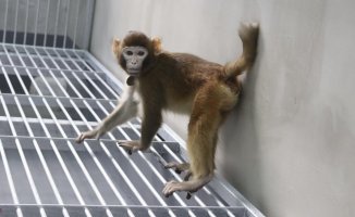 Chinese scientists successfully clone a rhesus monkey that survived two years