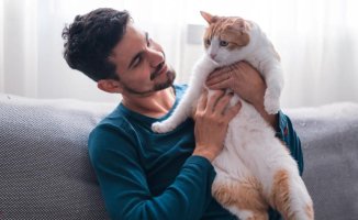 How to train your cat and set rules at home
