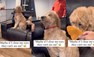 The hilarious reaction of two dogs when their owners accuse them of having messed up: "If they don't see me..."