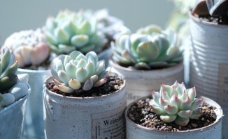 How to reproduce succulent plants?