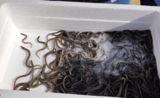 They release 20,000 eels to request measures to preserve the Albufera de València