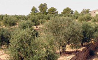 The Mossos catch three men red-handed stealing olives in Les Garrigues