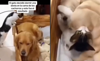 A cat sleeps with a pack of newborn golden retrievers and makes their sleep impossible