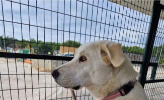 Pandora stops waiting: the dog abandoned in Huelva finds family in Barcelona
