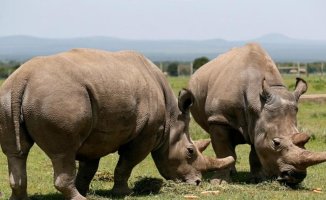 The last hope to save the northern white rhino from extinction