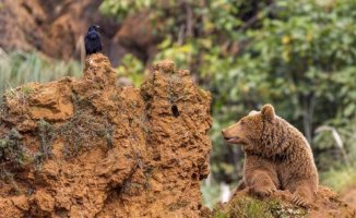 They set up an outdoor 'gourmet' buffet to prevent brown bears from approaching the towns