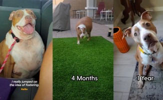The radical change of an overweight pitbull that excites: "He's a dog again"