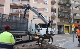 Eight elm trees in poor condition are cut down in the center of Tarragona to avoid accidents