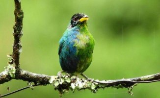 Strange half-male, half-female bird found in Colombia