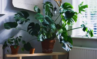 How to care for your indoor plants in January