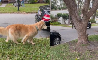 A Golden Retriever surprises with its behavior when it sees a squirrel: "I had never seen a dog like that before"