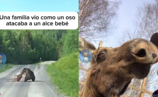 They rescue a baby moose from a bear attack and ten years later he continues to visit them every day