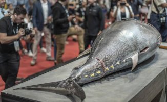 A bluefin tuna reaches 719,000 euros in Japan, marking the fourth highest price in history