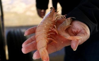 The brown shrimp, the new invasive species in the Ebro delta