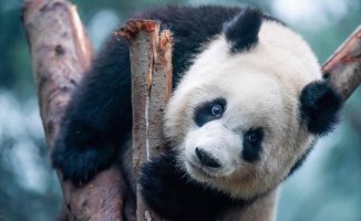 China's most famous panda is female and not male: it was discovered 4 years after its birth